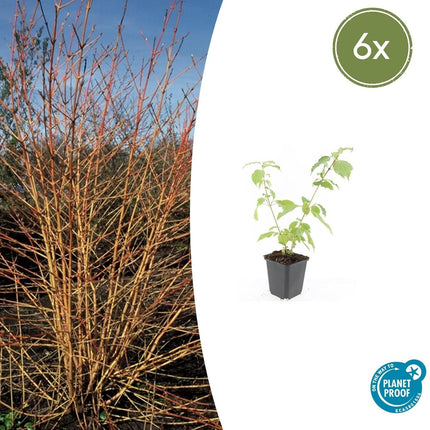 Roter Hartriegel Cornus sang. 'Anny's Winter Orange' – ↕10-25cm – Ø9cm – 6 Pflanzen – Winterharte Sträucher – Leuchtend orange Zweige – Für Beete & Solitärpflanzungen