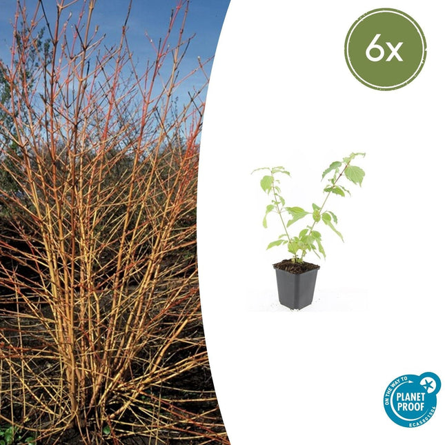 Roter Hartriegel Cornus sang. 'Anny's Winter Orange' – ↕10-25cm – Ø9cm – 6 Pflanzen – Winterharte Sträucher – Leuchtend orange Zweige – Für Beete & Solitärpflanzungen