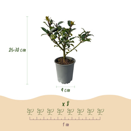 Stechpalme – Ilex meserveae Blue Maid – Heckenpflanze – Blatt grün – 8 Pflanzen – 1 laufender Meter – immergrün – 9cm Höhe 25-30cm