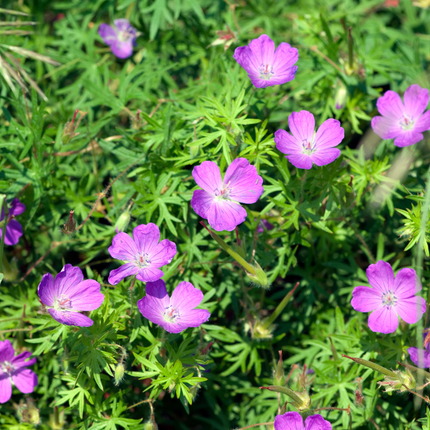 Geranium sanguineum Blut-Storchschnabel – 6 Pflanzen Ø9cm – Höhe10-25cm – Blühende Staude für Beet Steingarten Bodendecker – winterhart pflegeleicht bienenfreundlich