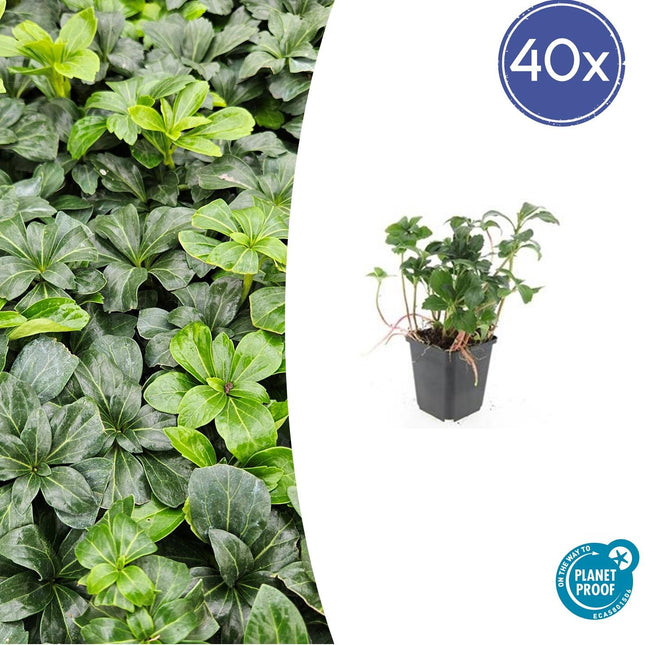 Schattengrün Pachysandra terminalis 'Green Sheen' – ↕10-25cm – Ø9cm – 40 Pflanzen – Immergrüner Bodendecker – Pflegeleicht & Winterhart – Ideal für Schatten