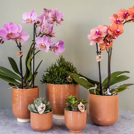 Phalaenopsis Orchideen Treviso – 2 Pflanzen – altrosa Blüten – Ø9cm – Blühende Zimmerpflanzen – Frisch vom Züchter – Elegante Deko & Geschenkidee