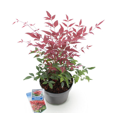 Heiliger Bambus Nandina Obsessed – 17cm Höhe ca.45cm – Immergrün & farbintensiv – Rotes Laub für Beet Balkon Terrasse – Pflegeleichter Zierstrauch