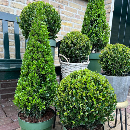 Stechpalme Ilex crenata Pyramide – ↨55 cm – Ø21 cm – Immergrüner, winterharter Buchsbaum-Ersatz für Garten, Terrasse & Topf