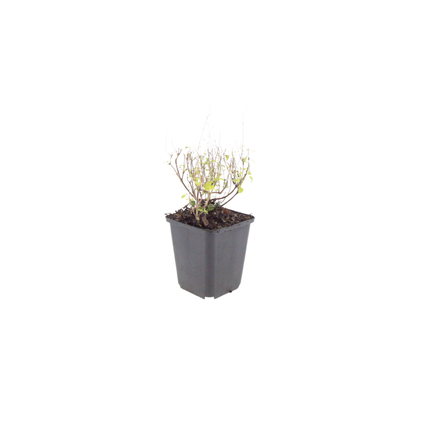 Bergminze Calamintha nepeta – 12 Pflanzen – 10-25cm – Ø9cm – Duftende Staude für sonnige Beete – Bienenfreundliche Gartenpflanze mit langer Blütezeit