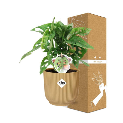 Monstera Monkey Leaf – Fensterblatt – Ø14cm Gelber Vibes Fold Topf – Tropische Zimmerpflanze – Luftreinigend & pflegeleicht – Swiss Cheese Plant
