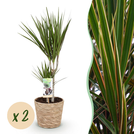 Dracaena Marginata – Drachenbaum – 2 Pflanzen – 70-80cm – 17cm – Pflegeleichte Zimmerpflanze mit schlanken grünen Stämmen – inkl. Naturkorb