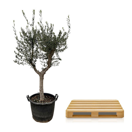 Olivenbaum – Olea europaea ‘Cultivo’ – ca. 220cm hoch – Ø40cm – mediterraner Großbaum – für Garten, Terrasse & Wintergarten