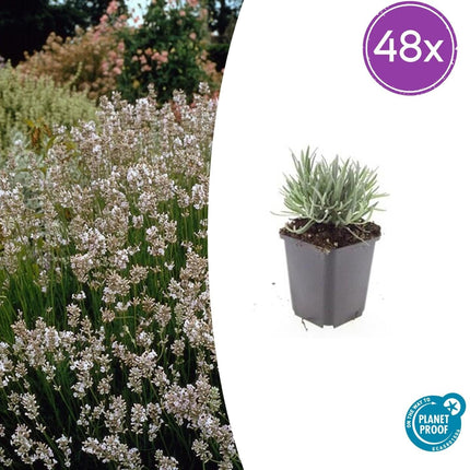 Lavandula intermedia 'Edelweiss' – 48 Pflanzen – Winterharter Weißblühender Lavendel – Duftend & Bienenfreundlich