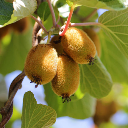 Actinidia deliciosa Golden Kiwi – 2 Obstpflanzen – Süße gelbe Früchte – Ø15cm Höhe 50cm – Einfach zu pflegen & vitaminreich