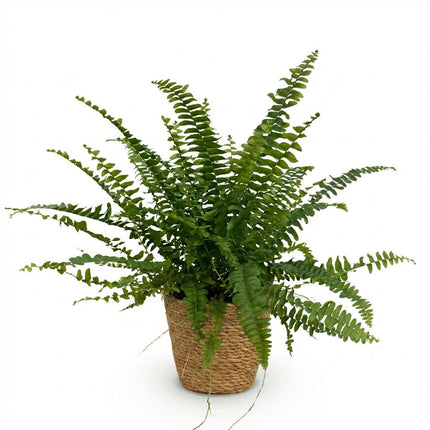 Nephrolepsis Exaltata Green Lady Farn – Zimmerpflanze im Korb Ø12cm Höhe25cm – Haustierfreundliche Grünpflanze – Luftreinigend & Pflegeleicht