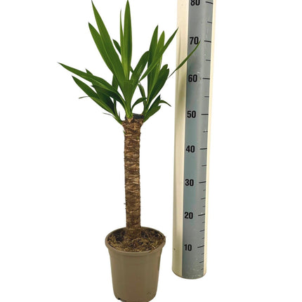 Riesen-Palmlilie Yucca Elephantipes Zimmerpflanze Ø17cm – ↑60-80cm – Robuste Yucca mit tropischem Look – Wenig Wasserbedarf – Für Wohnräume & Büros