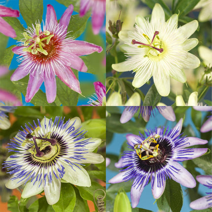 Passionsblume Passiflora Rainbow – 4 Pflanzen 11cm – ca. 40cm hoch – Exotische Kletterpflanze mit rosa, weißen & lila Blüten – Pflegeleicht für Garten, Terrasse & Balkon