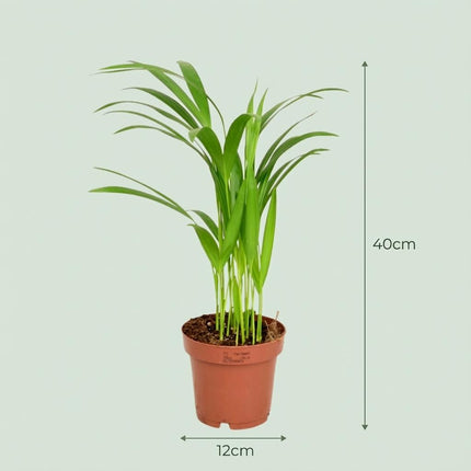 Areca Palme Dypsis Lutescens – 4 Pflanzen – Ø12cm – Höhe ca.40cm – Luftreinigende Zimmerpflanze – Goldfruchtpalme für Wohnraum Büro & Wintergarten