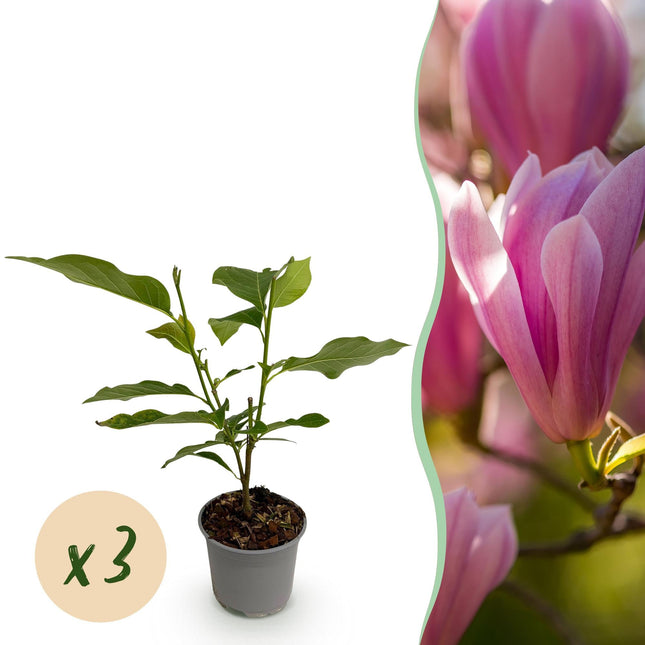 Magnolia Heaven Scent – 3 Pflanzen – 12cm – Höhe ca. 30cm – Laubabwerfende Magnolie mit duftenden rosa