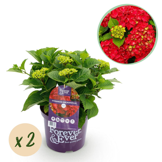 Hortensie Forever & Ever – Rot – 2 Pflanzen – Hydrangea macrophylla – Je im 23cm Topf – Ca. 55cm hoch – 7-12 Blüten – Langanhaltende Blüte