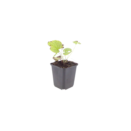 Brunnera macrophylla Jack Frost – 48 Pflanzen Kaukasusvergissmeinnicht – 10-25cm – Ø9cm – Winterharte Schattenstaude mit silbernem Zierlaub