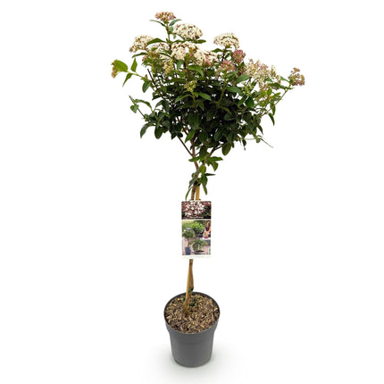 Viburnum tinus – Immergrüner Schneeball – Stamm-Pflanze – Ø19 cm – Höhe ca. 90 cm – Winterblüher – Pflegeleicht & robust – Für Terrasse, Balkon & Garten