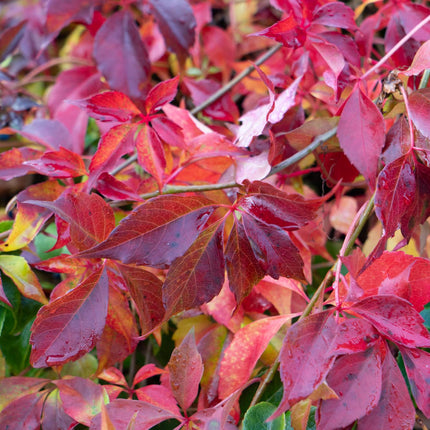 Jungfernrebe – Parthenocissus henryana – Ø15cm – ↕65cm – Farbintensive Kletterpflanze mit roter Herbstfärbung
