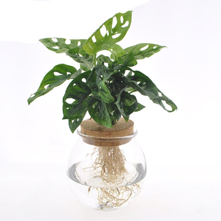Fensterblatt Monstera adansonii im Bolglas – Zimmerpflanze – Ø12 cm – 25 cm hoch – Hydrokultur im dekorativen Glas – Pflegeleicht & modern