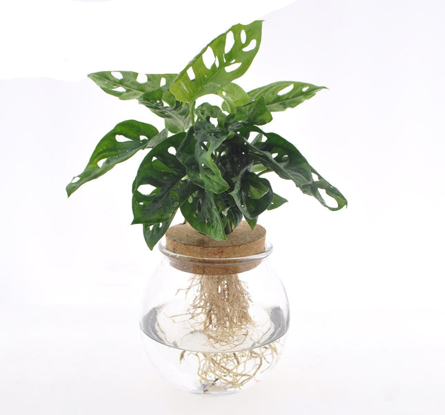 Fensterblatt Monstera adansonii im Bolglas – Zimmerpflanze – Ø12 cm – 25 cm hoch – Hydrokultur im dekorativen Glas – Pflegeleicht & modern