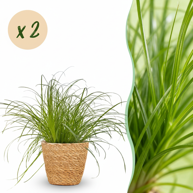 Cyperus Alternifolius Zumula Katzengras – 2er Set Zimmerpflanzen im Korb Ø12cm Höhe20cm – Haustierfreundliche Grünpflanze – Pflegeleicht