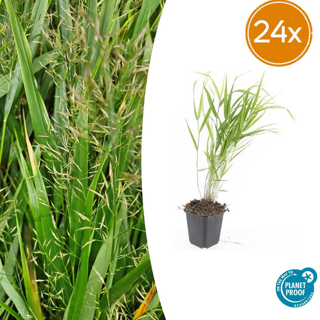 Hakonechloa macra – 24 Pflanzen – ↕10-25cm – Ø9cm – Japanisches Waldgras – Elegantes, winterhartes Ziergras für schattige Gärten