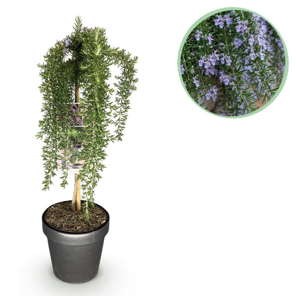Rosmarin Rosmarinus officinalis Prostratus – 19cm Höhe ca.90cm – Immergrün & winterhart – Lila Blüte – Duftender Kräuterrosmarin
