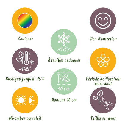 Staudenset – Bodendecker – 24 Stauden für 3 m² – Bunte Blühpflanzen – Pflegeleicht – Unkrauthemmend – Für sonnige Standorte – Ø11 cm