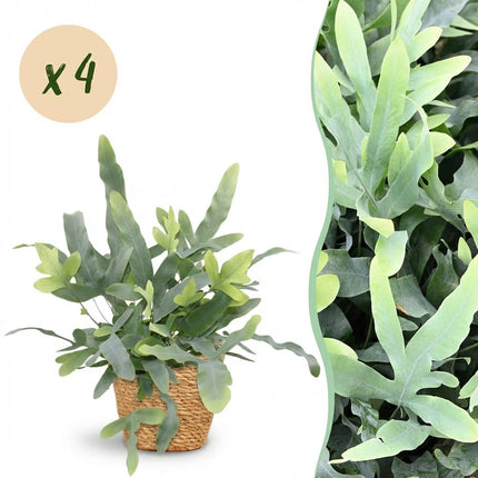 Phlebodium aureum Blue Star 4er Set Zimmerpflanzen inkl. Naturkorb