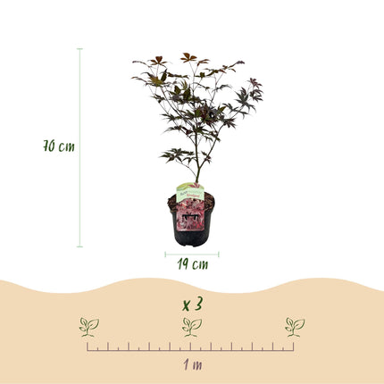 Japanischer Ahorn Acer palmatum Bloodgood – Rot – 2 Pflanzen – Laubabwerfender Zierbaum – 19cm – Ca. 70cm hoch – Für Balkon, Terrasse & Beet