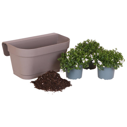 Campanula Addenda Ambella weiß 3er Set mit Balkonpflanzer taupe 36cm – Glockenblume weiß 12cm – inkl Aufhängesystem & Wasserreservoir