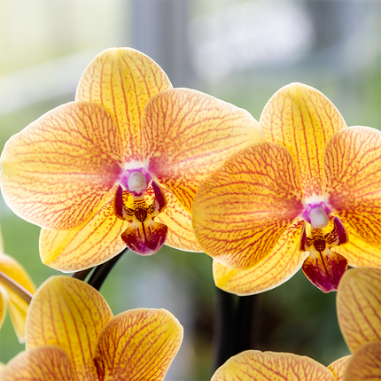 Phalaenopsis Orchidee Sunny Bunny – Ø12cm – Gelb-Rosa blühende Zimmerpflanze – Niagara Fall Kollektion – Blühende Orchidee frisch vom Züchter