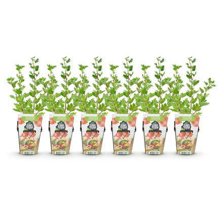Rote Stachelbeere Ribes uva – crispa Hinnonmäki Rot winterhart 6 Pflanzen Ø9cm Höhe 30cm – Rote Stachelbeere für Garten Beet Balkon & Terrasse