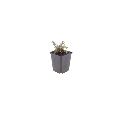 Gaura lindheimeri Siskiyou Pink – 48 Pflanzen – Ø9cm – Höhe 10-25cm – Prachtkerze – Kräftig rosafarbene Blüten – Für Beet, Präriegarten & Kübel