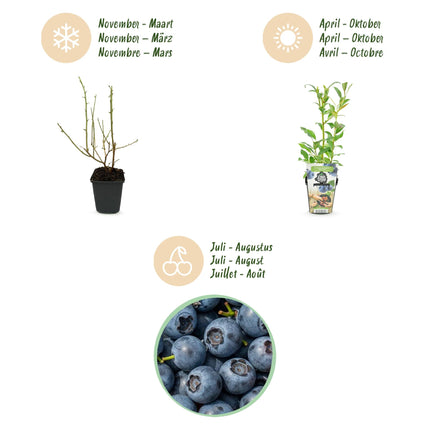 Blaubeere Vaccinium corymbosum Northland winterhart 3 Pflanzen Ø9cm Höhe30cm – Aromatische Blaubeere für Garten Balkon & Terrasse