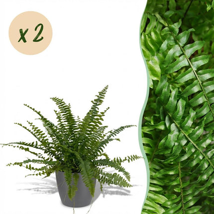 Nephrolepsis Exaltata Green Lady Farn – 2er Set Zimmerpflanzen im grauen Topf Ø12cm Höhe25cm – Haustierfreundliche Grünpflanze