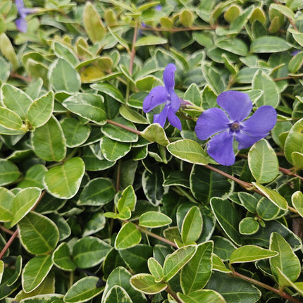 Kleinblättriges weißbuntes Immergrün Vinca minor 'Argenteovariegata' – ↕10-25cm – Ø9cm – 12 Pflanzen – Wintergrüner Bodendecker mit violetten Blüten