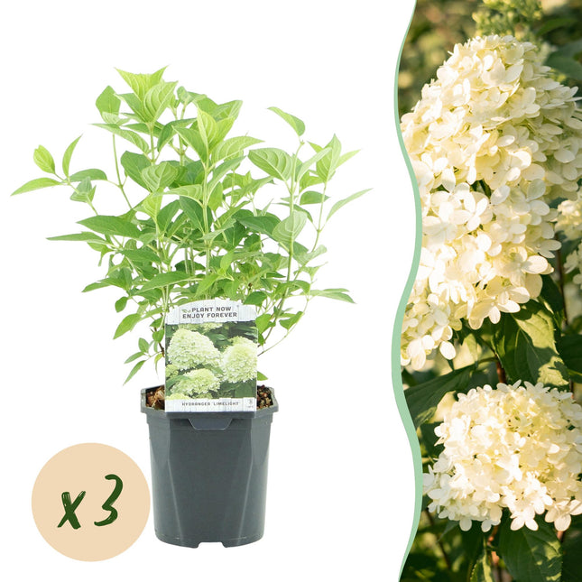 Rispenhortensie – Hydrangea panniculata Limelight – Blüte Limonengrün-Cremeweiß – 3 Pflanzen für 1m² – Laubabwerfend – Große Blüten – 17cm – Höhe ca. 50cm