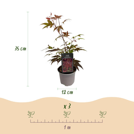 Acer palmatum Atropurpureum – 3 Pflanzen – 12cm – Höhe ca. 35cm – Japanischer Ahorn mit tief lila Blättern & dekorativer Herbstfärbung – Pflegeleicht