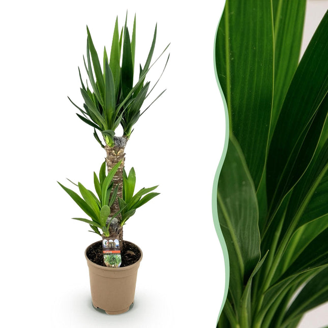 Palmlilie Yucca Elephantipes – 75cm – 17cm – Pflegeleichte Palmlilie mit schmalen, grünen Blättern
