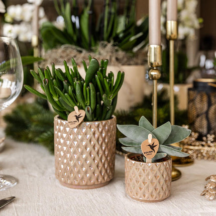 Crassula Hobbit – Sukkulente Ø12cm – Pflegeleichte Zimmerpflanze frisch aus der Gärtnerei – Robuste grüne Pflanze für Wohnzimmer & Büro