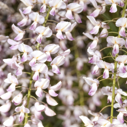 Kletterpflanze Wisteria floribunda Rosea – Rosa Blütentrauben – Frühling – 11cm x H40cm – Pflegeleicht – Für Garten, Pergola & Zaun