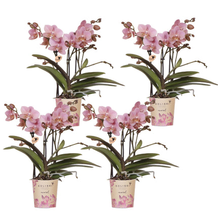 Phalaenopsis Orchideen – 4 Pflanzen – Treviso – Altrosa – Ø9cm – Blühende Zimmerpflanzen – Elegante Deko-Orchideen – Ideal für Wohnzimmer, Küche & Büro – Frisch vom Züchter