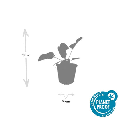 Russel – Brandkraut Phlomis russeliana – ↕10-25cm – Ø9cm – 60 Pflanzen – Staude – Winterhart – Bienenfreundlich – Gelbe Blüten