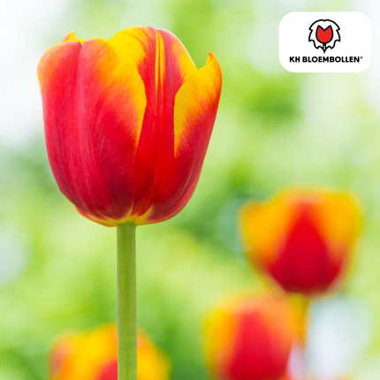 Dow Jones Tulpenzwiebeln – 20 Blumenzwiebln – Rot-Gelb Gestreifte Tulpen – Für Garten & Topf