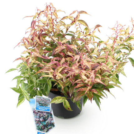 Traubenheide Leucothoe Makijaz – 17cm Höhe ca.45cm – Immergrün & farbintensiv – Braun – grünes Laub – Pflegeleichter dekorativer Zierstrauch