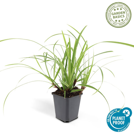 Weißrandige Segge Carex morrowii 'Ice Dance' – ↕10-25cm – Ø9cm – 60 Pflanzen – Immergrüner Bodendecker – Pflegeleicht – Sonne & Schatten – Für Beete & Gartenflächen