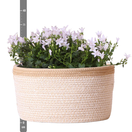 Campanula Addenda Ambella weiß 3er Set – Glockenblume weiß im Baumwollkorb mit Bewässerungsreservoir – Topfgröße 12cm – winterhart, lang blühend für Balkon, Garten & Wohnraum