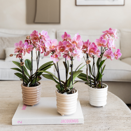 Phalaenopsis Orchideen – 4 Pflanzen – Treviso – Altrosa – Ø9cm – Blühende Zimmerpflanzen – Elegante Deko-Orchideen – Ideal für Wohnzimmer, Küche & Büro – Frisch vom Züchter